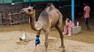 Una camella vuelve a caminar con una prótesis en un refugio de animales pakistaní