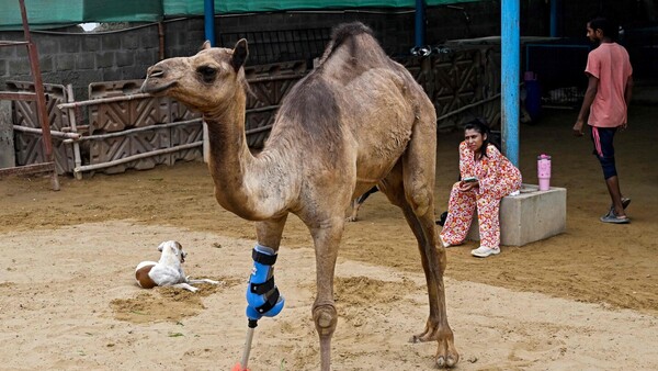 Una camella vuelve a caminar con una prótesis en un refugio de animales pakistaní