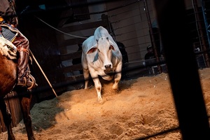 “Inolvidable” feria Nelore a campo: 27 vaquillas preñadas a Gs. 50.260.000 de promedio