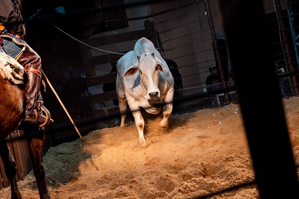 “Inolvidable” feria Nelore a campo: 27 vaquillas preñadas a Gs. 50.260.000 de promedio