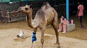 Una camella vuelve a caminar con una prótesis en un refugio de animales pakistan
