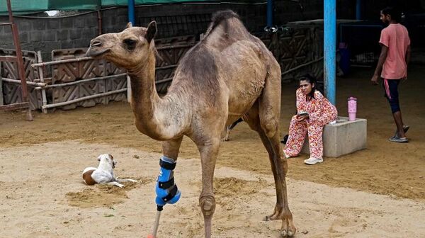 Una camella vuelve a caminar con una prótesis en un refugio de animales pakistan