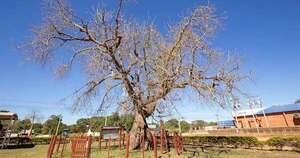 La Nación / Colosos de la Tierra: postulá tu árbol favorito