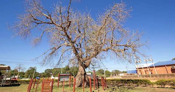 La Nación / Colosos de la Tierra: postulá tu árbol favorito