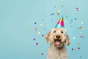 Día Mundial del Perro: curiosidades y consejos clave para cuidar mejor a tu mascota - Mascotas - ABC Color