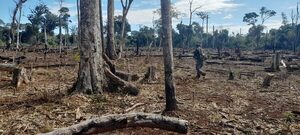 Frenan deforestación narco en Reserva Mbaracayú y eliminan más de 416 toneladas de cannabis - .::Agencia IP::.