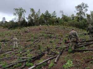 Sacan de circulación 416 toneladas de cannabis en Reserva Mbaracayú