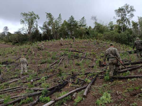 Sacan de circulación 416 toneladas de cannabis en Reserva Mbaracayú