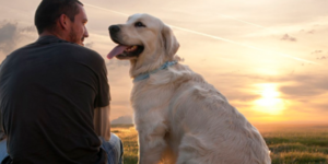 Día mundial del perro: el mejor amigo del hombre