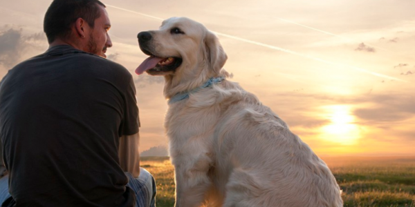 Día mundial del perro: el mejor amigo del hombre