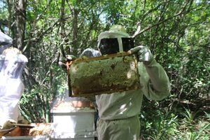 Sello de protección impulsará venta de miel de abeja al mundo