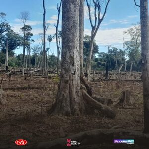 MARIHUANA ILEGAL CAUSA LA TALA DE 100.000 ÁRBOLES EN LA RESERVA MBARACAYÚ - «TVS DIGITAL»