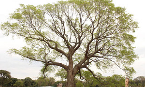 Colosos de la Tierra 2025 abre inscripciones, invitan a postular tu árbol favorito - OviedoPress