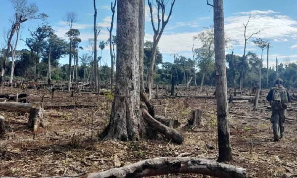 Marihuana ilegal provoca tala de 100.000 árboles en reserva Mbaracayú – Prensa 5