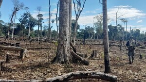 Marihuana ilegal provoca tala de 100.000 árboles en reserva Mbaracayú