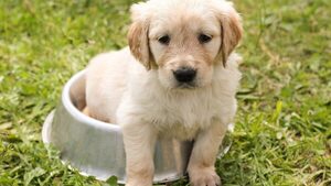 Hoy se celebra el Día Mundial del Perro: ¿cuáles son las razas más amigables?