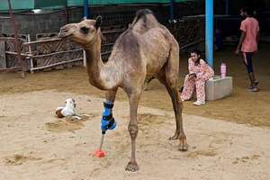 Cammie, la camella que volvió a caminar con una prótesis tras un brutal ataque en Pakistán - Ciencia - ABC Color