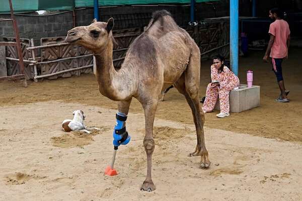Cammie, la camella que volvió a caminar con una prótesis tras un brutal ataque en Pakistán - Ciencia - ABC Color