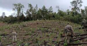 Diario HOY | Narcos depredan Reserva Mbaracayú: logran anular campamentos y plantaciones de marihuana