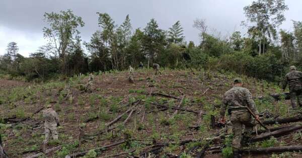 Diario HOY | Narcos depredan Reserva Mbaracayú: logran anular campamentos y plantaciones de marihuana