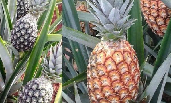 Con más de 5.000 hectáreas cultivadas, la piña impulsa crecimiento económico de miles de familias rurales – Prensa 5