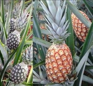 Con más de 5.000 has cultivadas, la piña impulsa crecimiento económico de miles de familias rurales