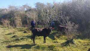 Recuperan tres animales vacunos denuciados como desaparecidos