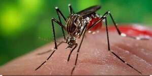 Confirman tres nuevos casos de chikunguña en Amambay e instan a eliminar criaderos de mosquito - Nacionales - ABC Color