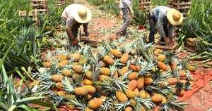 La Nación / Más de 5.000 hectáreas de piña cultivadas impulsan crecimiento económico de familias rurales