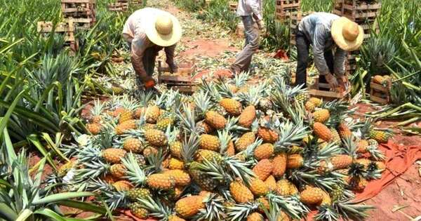La Nación / Más de 5.000 hectáreas de piña cultivadas impulsan crecimiento económico de familias rurales