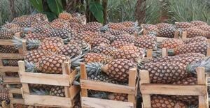 La piña impulsa el crecimiento económico de miles de familias rurales