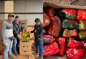 Productor de Yguazú obtiene por segundo año certificación de calidad para locote de colores - La Clave
