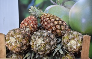 Piña paraguaya impulsa el crecimiento económico de miles de familias rurales