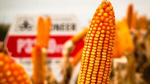 Agrotec acompaña campaña de maíz zafriña con proyección récord