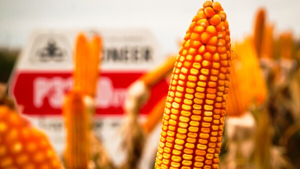 Agrotec acompaña campaña de maíz zafriña con proyección récord