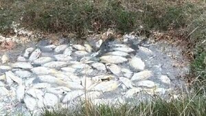 Poblador ovetense dio aviso sobre mortandad de peces en propiedad de Essap y fue denunciado