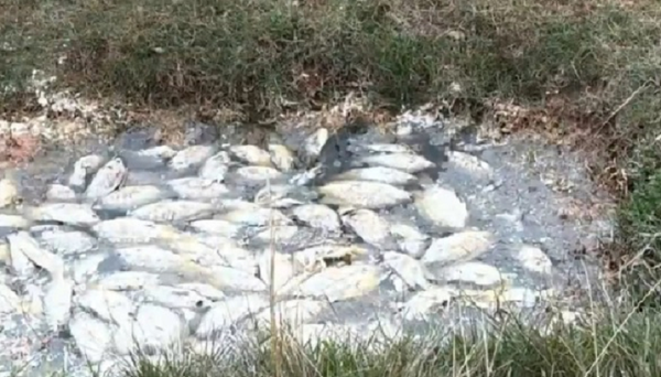Vecino denuncia mortandad de peces y Essap lo contradenuncia - Noticiero Paraguay