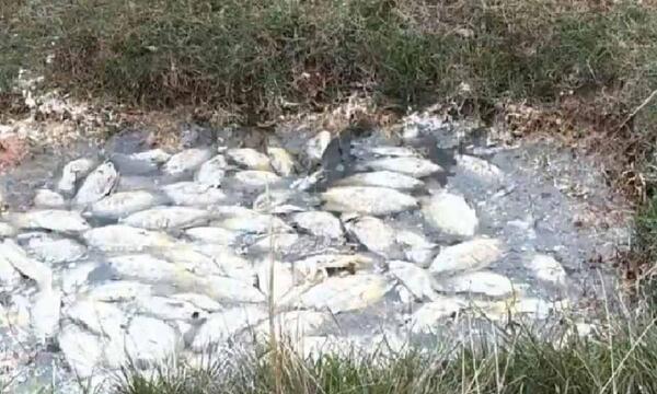 Mortandad de peces en propiedad de Essap ubicado en Coronel Oviedo – Prensa 5