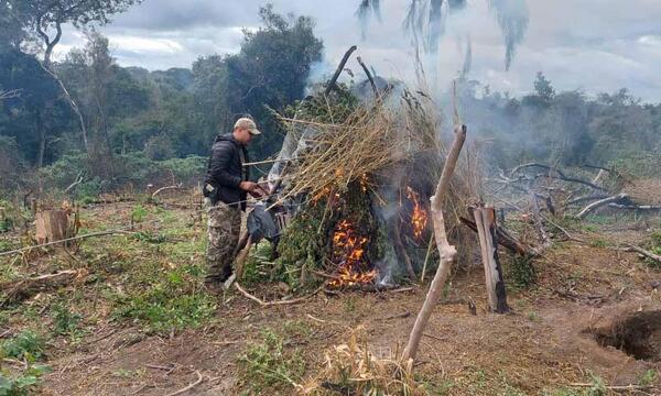 Destruyen supuesta marihuana hallada en parcelas y en distintas variantes en R.I. 3 Corrales – Prensa 5