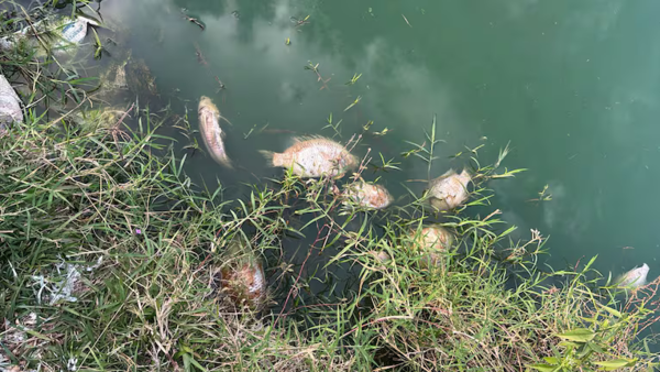Coronel Oviedo: Aguas residuales habrían contaminado arroyo - ADN Digital