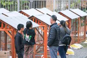 Gobernación entregó hoy pollitos y gallineros a comités y familias