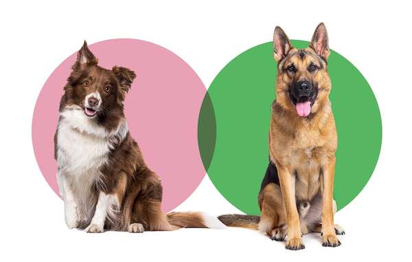 ¿Cuál es el perro más inteligente y activo? Border Collie y Pastor Alemán, frente a frente - Mascotas - ABC Color