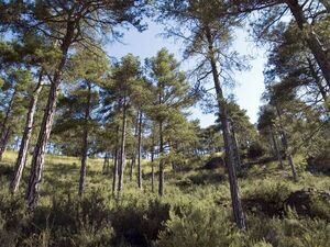 Inversionista austriaco desembarca en Paraguay para impulsar proyecto forestal en Villarrica