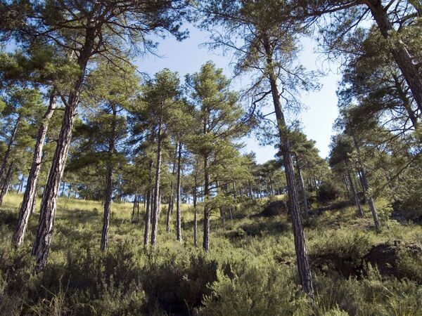Inversionista austriaco desembarca en Paraguay para impulsar proyecto forestal en Villarrica