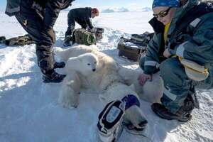 Así se estudia al oso polar en el Ártico: dardos, helicópteros y muestras en el hielo - Ciencia - ABC Color