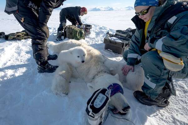 Así se estudia al oso polar en el Ártico: dardos, helicópteros y muestras en el hielo - Ciencia - ABC Color