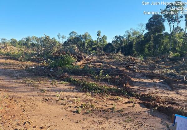Investigan posible deforestación en Caazapá