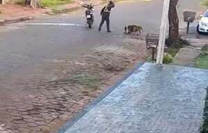 Video: Así fue el mortal ataque de dos pitbulls a un caniche - ABC en el Este - ABC Color
