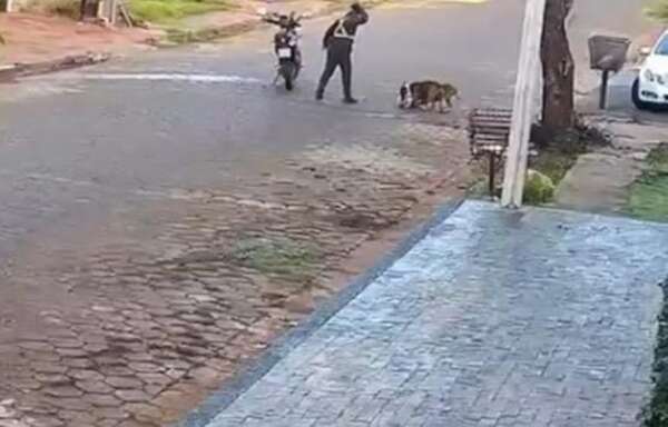 Video: Así fue el mortal ataque de dos pitbulls a un caniche - ABC en el Este - ABC Color