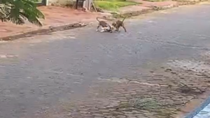 Dos pitbulls destrozan a un caniche en Ciudad del Este